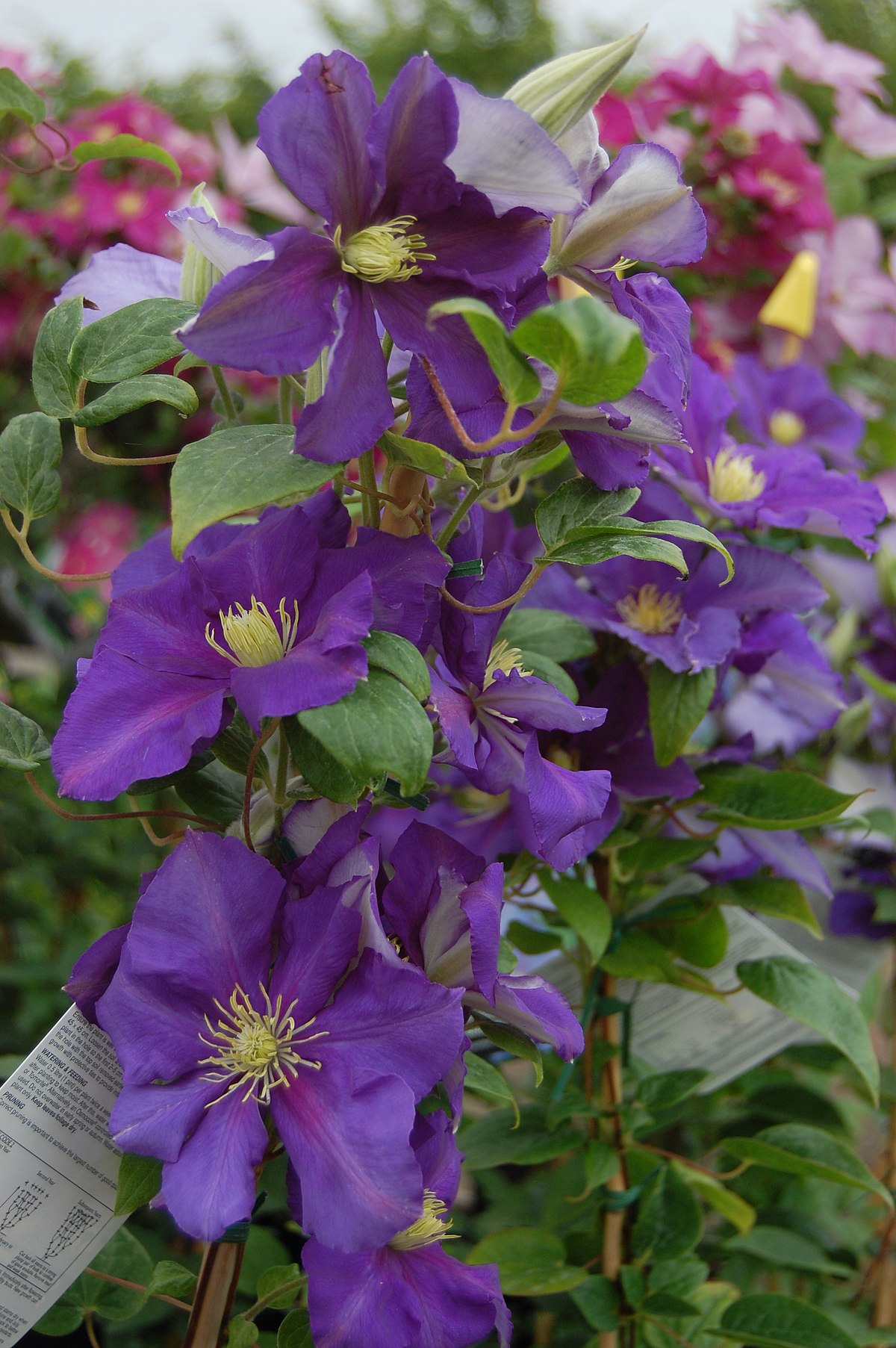 Clematis 'General Sikorski'